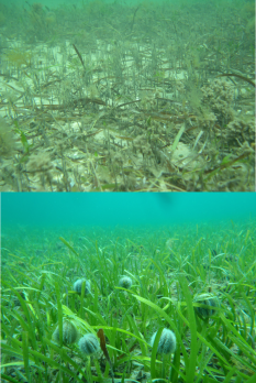 Above: A meadow of seagrass (Amphibolis antarctica) that has been heavily grazed by sea-urchins to the point where only dead shoots and detritus remain. Below: A moderately dense meadow of Posidonia sp. with aggregations of sea-urchins (Amblypneustes pallidus). This genus of seagrass appears to have a much greater capacity to recover from grazing than Amphibolis antarctica. Photo credits: Andrew Irving (Above), Owen Burnell (Below)